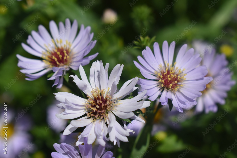 Large chamomile field in the forest Large chamomile field in the forest