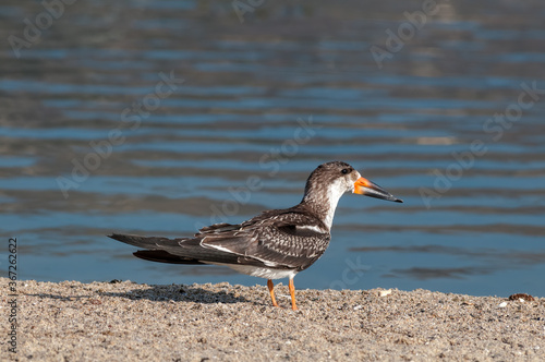 Immature Black Skimmer (Rhynchops niger) in Malibu Lagoon, California, USA