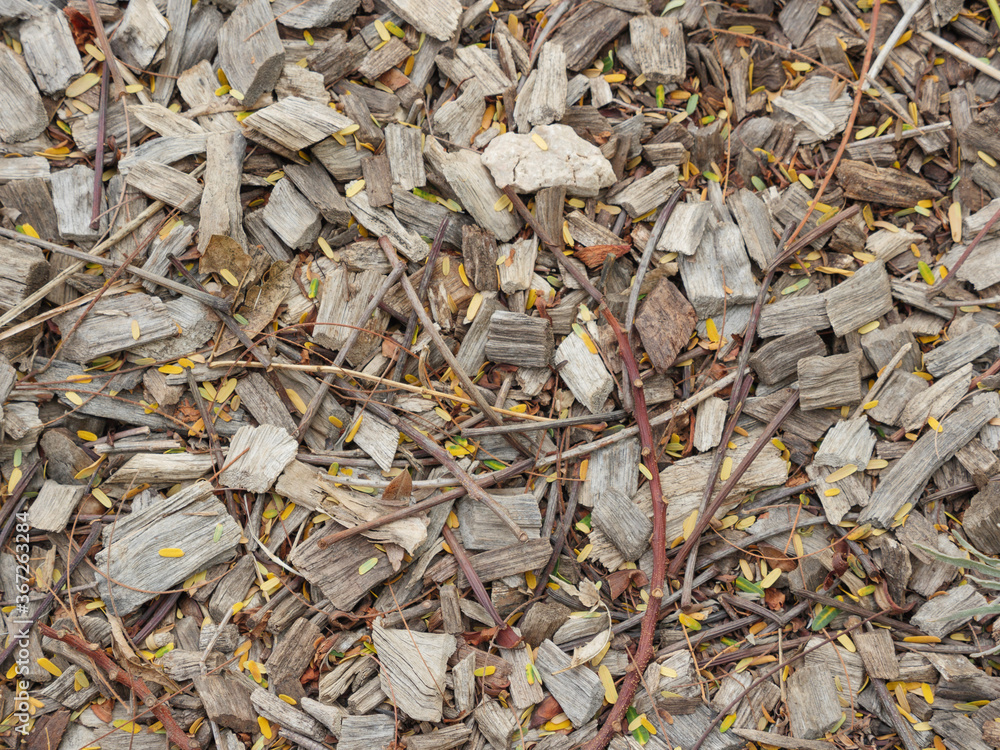 Wood Sawdust of trees with leaves and branches Wood Sawdust of trees with leaves and branches