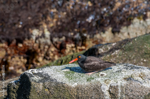 Black Oystercatcher (Haematopus bachmani) at Chowiet Island, Semidi Islands, Alaska, USA photo