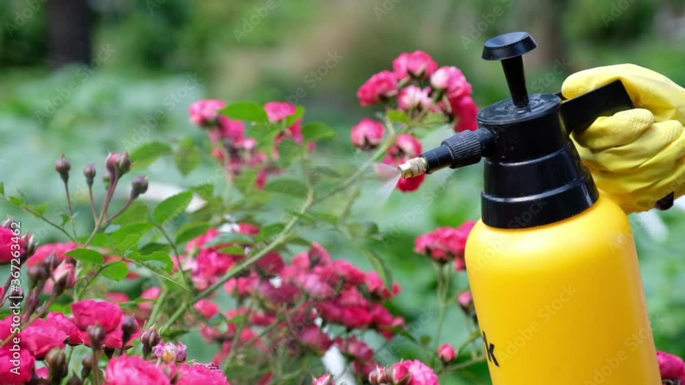 Gardener spraying a blooming roses. Using garden spray bottle with