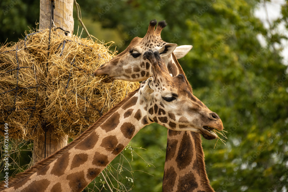 Obraz premium Girafe