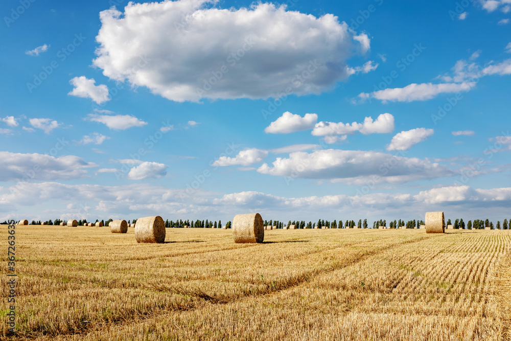 field with mown wheat and bales