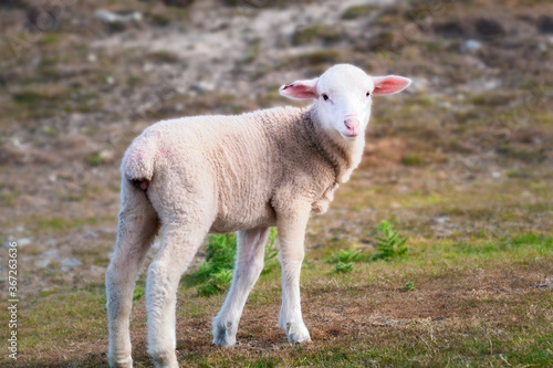 Innocent young lamb in focus on a blurred background in a meadow on the side of Lake Pukaki, an alpine region in New Zealand, South Island.