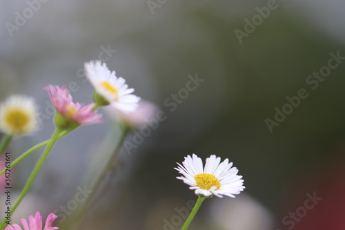 小さなピンクと白い花のゲンペイコギク Olympic mountain daisy with small pink and white flowers.