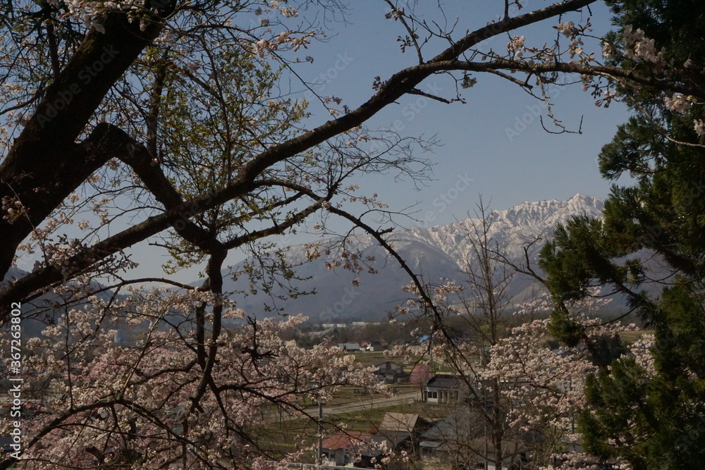 cherry blossom full bloomed with mountains in Japan