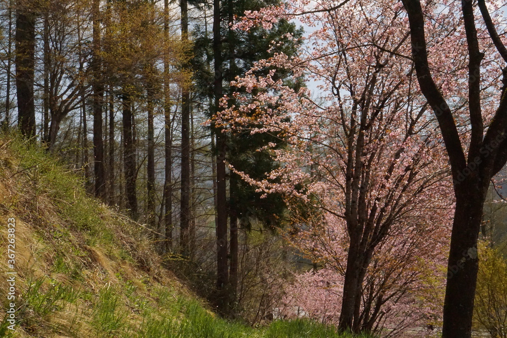 Obraz premium cherry blossom full bloomed in Japan, Hakuba