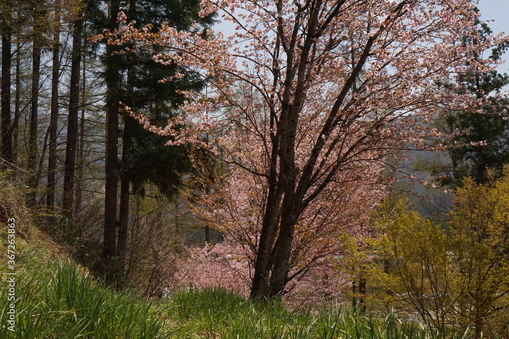 cherry blossom full bloomed in Japan, Hakuba