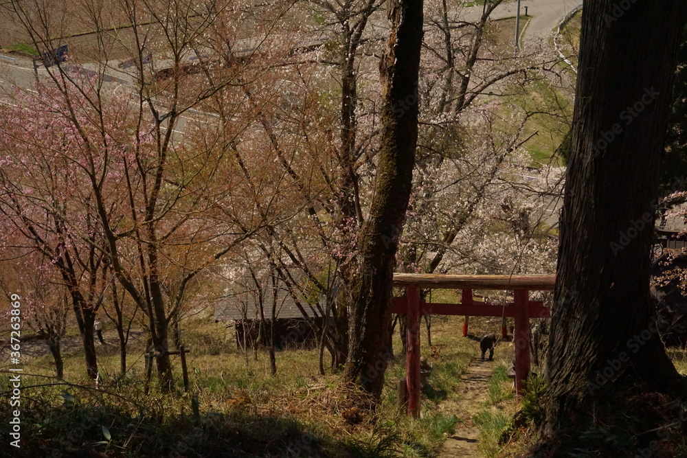cherry blossom full bloomed with the shrine in Japan cherry blossom full bloomed with the shrine in Japan