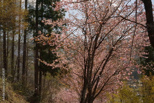 cherry blossom full bloomed in Japan, Hakuba