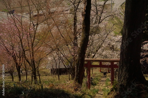 cherry blossom full bloomed with the shrine in Japan © Hirotsugu