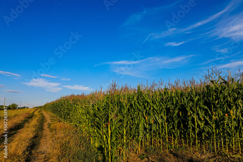 magnificent landscape of a field with a beautiful sky