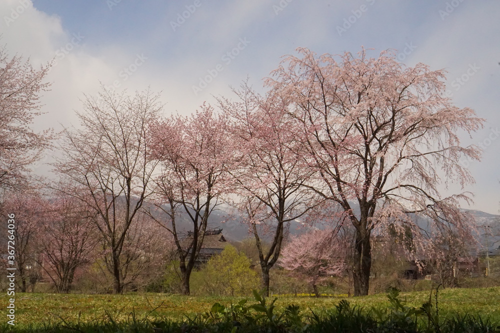 cherry blossom full bloomed with mountains in Japan cherry blossom full bloomed with mountains in Japan