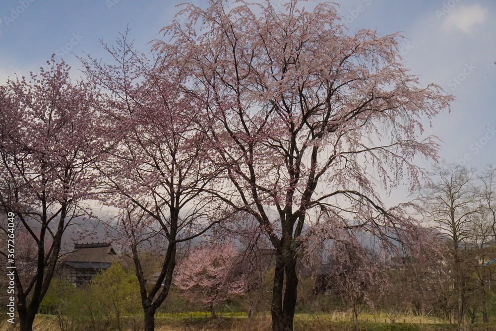 cherry blossom full bloomed with mountains in Japan cherry blossom full bloomed with mountains in Japan