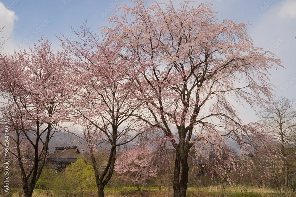 cherry blossom full bloomed with mountains in Japan cherry blossom full bloomed with mountains in Japan