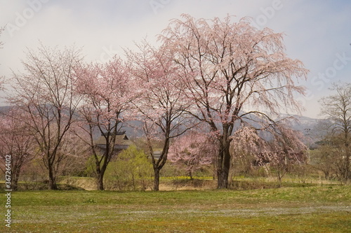cherry blossom full bloomed in Japan, Hakuba © Hirotsugu