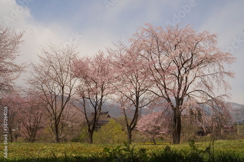 cherry blossom full bloomed with mountains in Japan