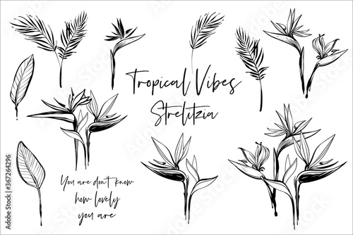 Black line strelizia and banana palm leaf, calligraphy quote text. Tropic outline floral illustrations. Tropical collection. Sketch in watercolor style. Hand drawn line on white background photo