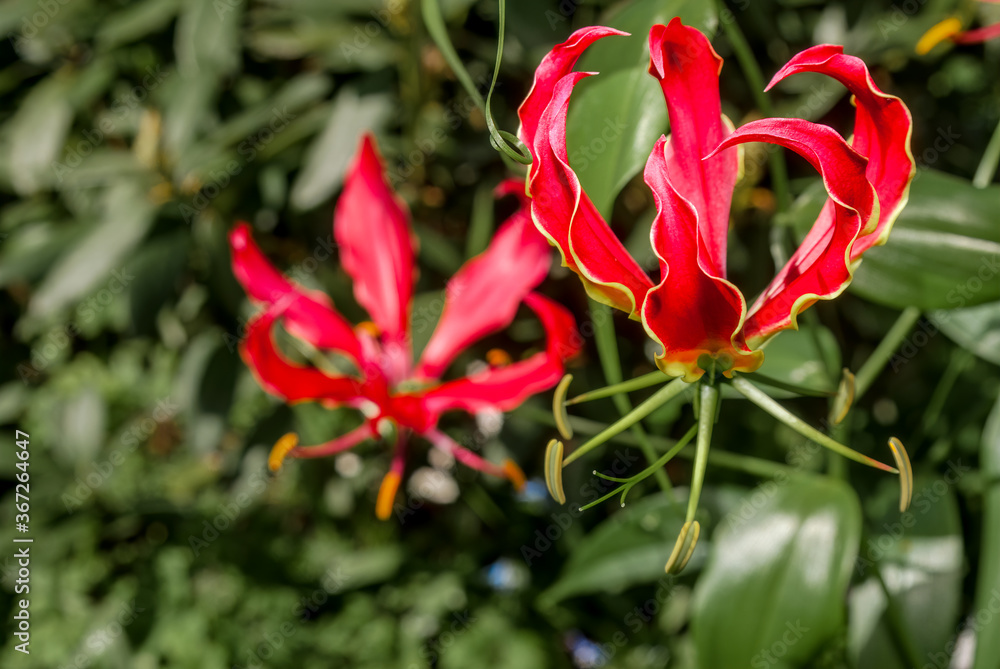 flower seeds for zone 8 250 Seeds Penstemon Hartwegii Scarlet Flower Seeds Perennial main image 1