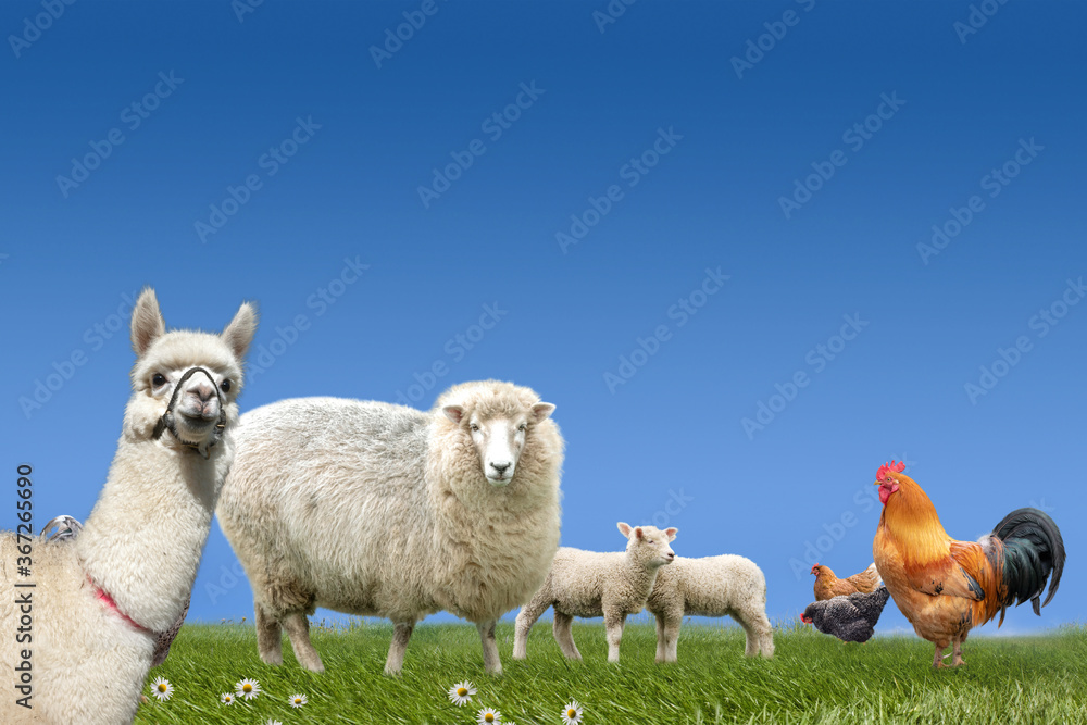Fototapeta premium Farm animals sheep lamb chicken cock on green grass meadow