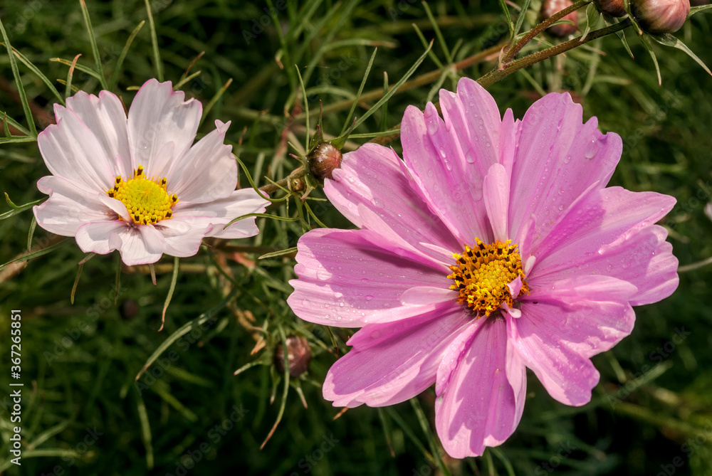 Obraz premium Garden Cosmos (Cosmos bipinnatus) in garden