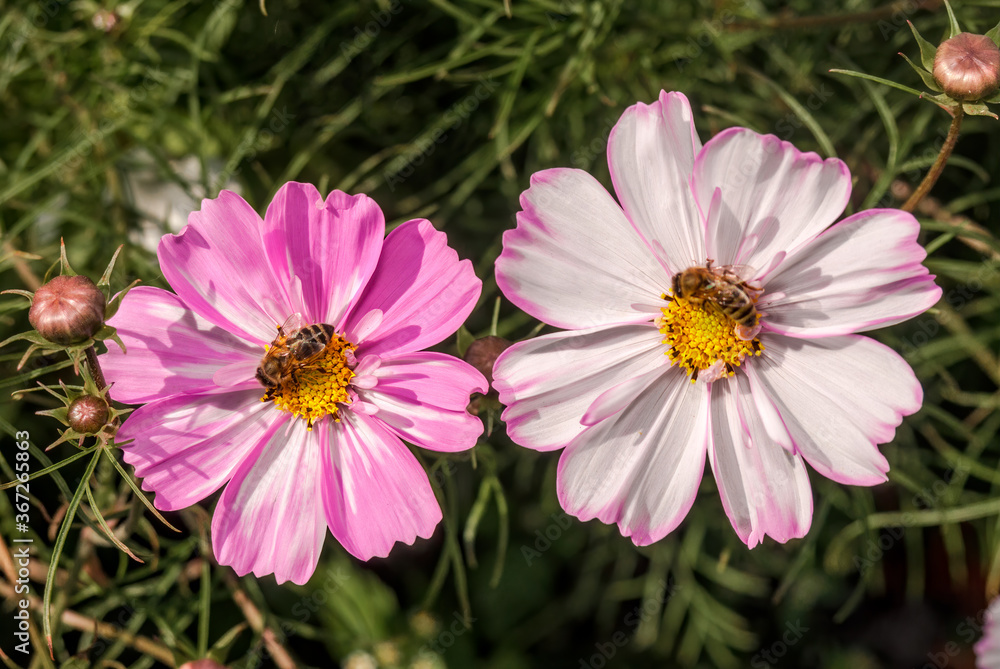 Obraz premium Garden Cosmos (Cosmos bipinnatus) in garden