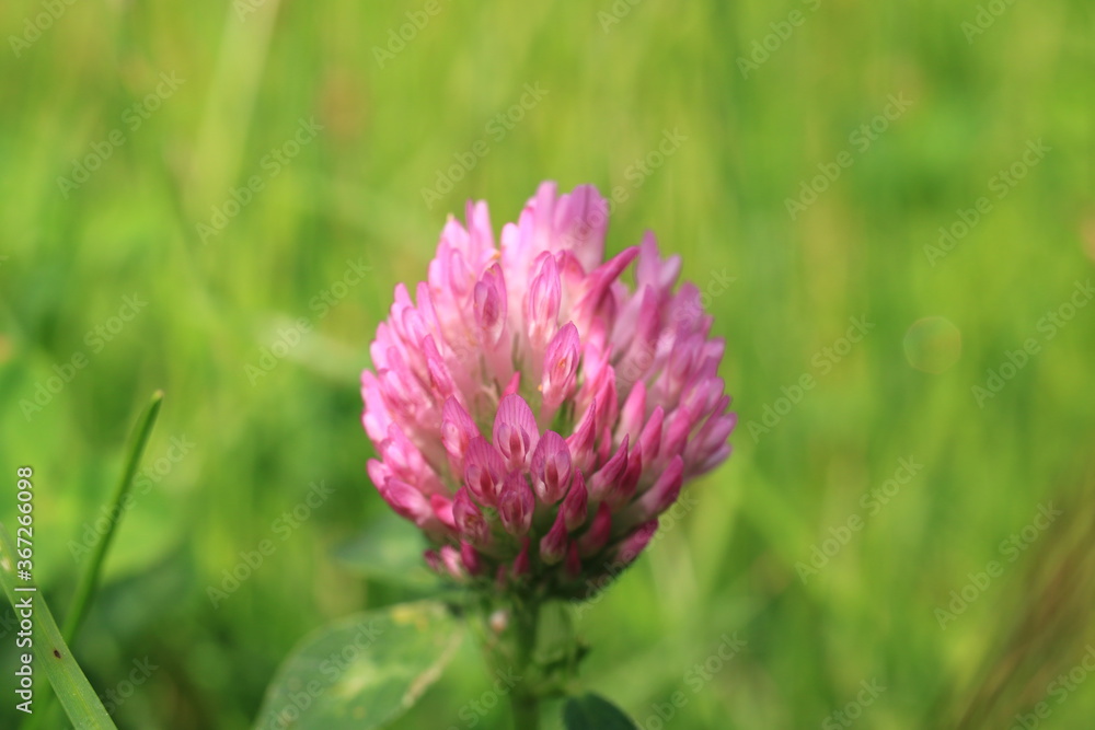 flower for desktop flower for desktop