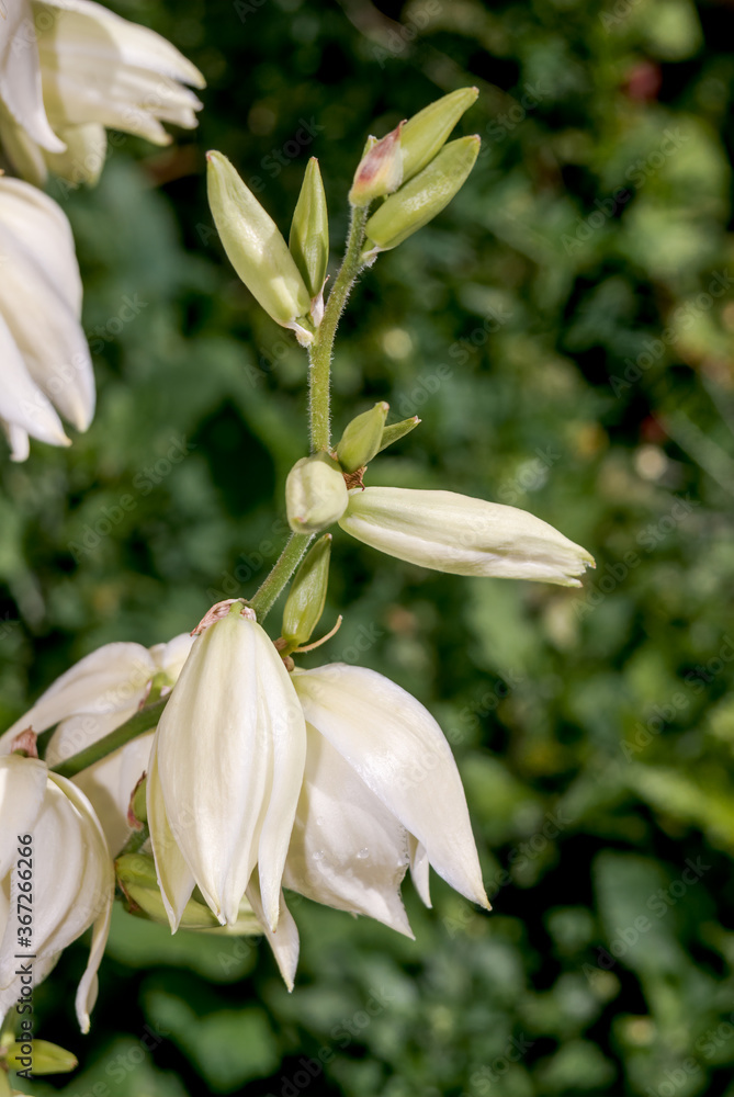Adam's Needle (Yucca filamentosa) in garden, Moscow region, Russia Adam's Needle (Yucca filamentosa) in garden, Moscow region, Russia