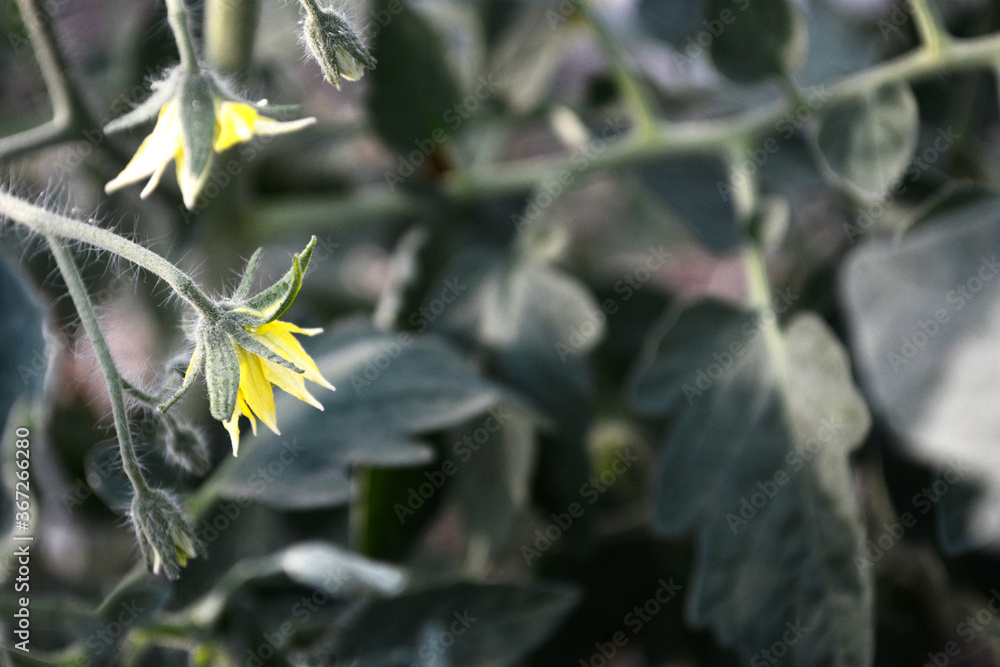 Tomato flowers, Tomato flowers ready for pollination. Concept greenhouse with sprouts, home gardening, copy cpace.