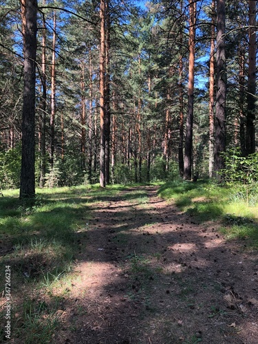 path in the woods