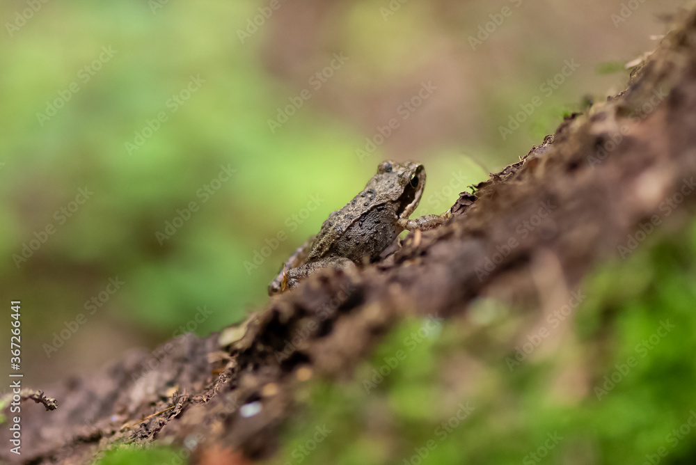 Little frog sits on tree trunk