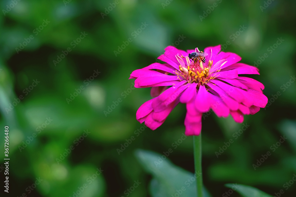 bee on a flower bee on a flower