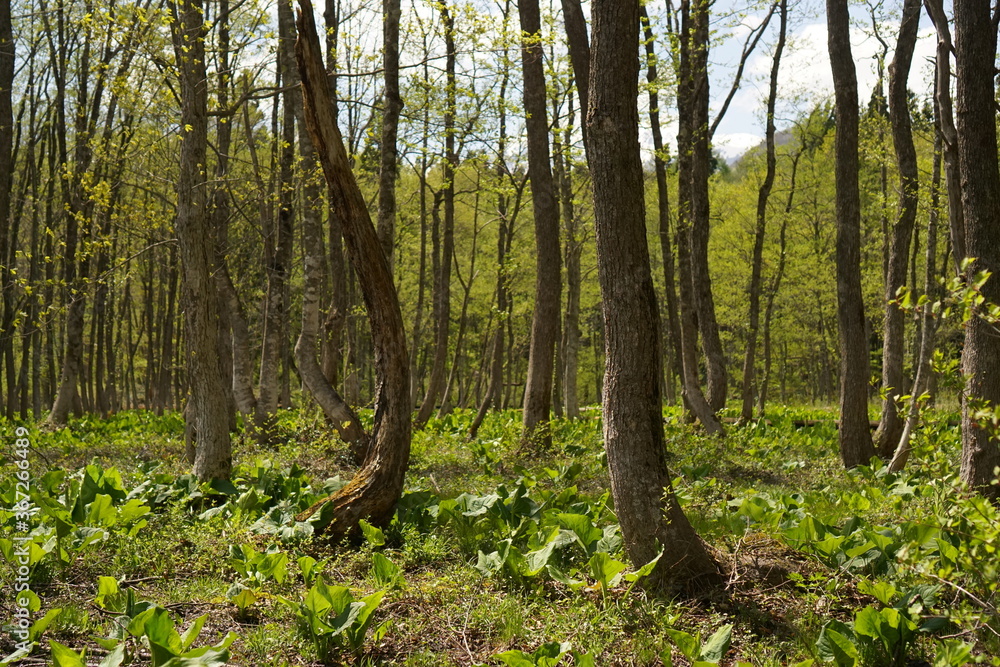 Naklejka premium fresh green, forest in spring