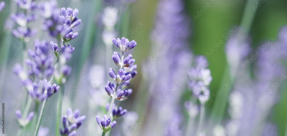 Soft focus on beautiful lavender flowers in summer garden