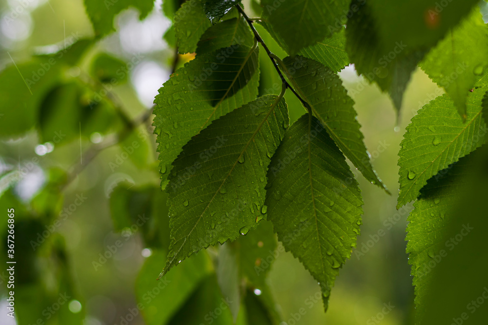 Green linden leaves on which raindrops flow. Summer rainy day under the crown of a tree Green linden leaves on which raindrops flow. Summer rainy day under the crown of a tree