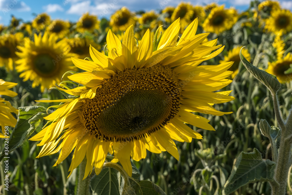 Bright yellow sunflowers in full bloom  in garden for oil improves skin health and promote cell regeneration