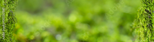 A narrow horizontal background with a blurred green natural backdrop bounded by a tree moss frame. Template for website header, brochure or flyer with empty space for text.
