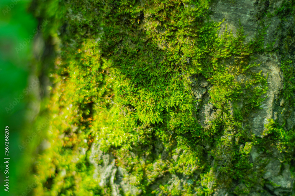 Blurred and bright background with moss on a tree trunk and place for text or headline.