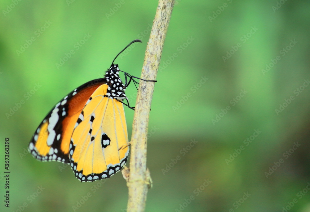 a male plain tiger butterfly or african queen butterfly (danaus chrysippus) sitting on a branch, countryside of west bengal in india a male plain tiger butterfly or african queen butterfly (danaus chrysippus) sitting on a branch, countryside of west bengal in india