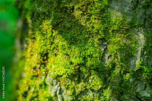 Blurred and bright background with moss on a tree trunk and place for text or headline.
