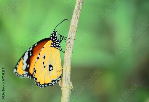 a male plain tiger butterfly or african queen butterfly (danaus chrysippus) sitting on a branch, countryside of west bengal in india © Rupam