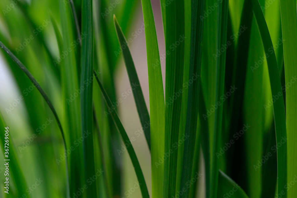 Green leaves of a plant Green leaves of a plant