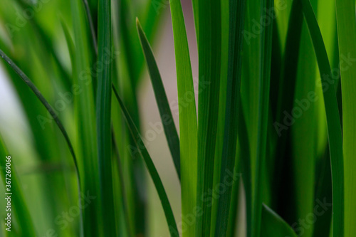 Green leaves of a plant