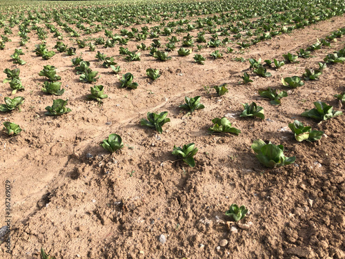 Fertile agricultural plowed fields