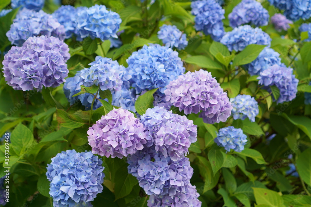 BLUE and PURPLE hydrangea flowers in the garden BLUE and PURPLE hydrangea flowers in the garden