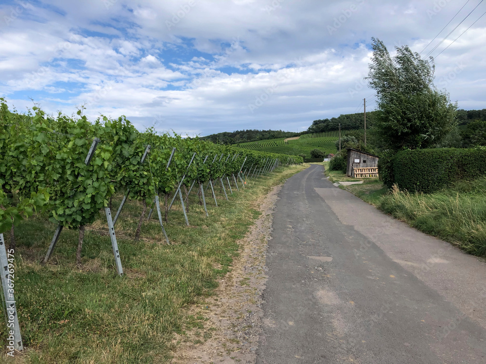 Fototapeta premium Vineyards in the Baden-Württemberg region, in southwestern Germany. Württemberg is known as Germany's premier red wine region