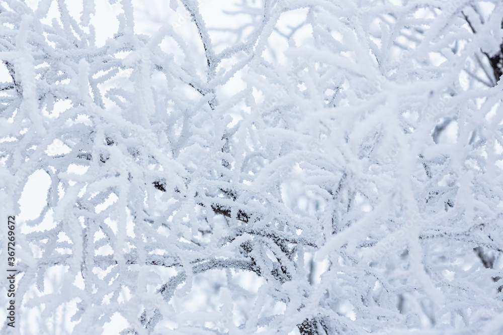 Snow and rime ice on the branches of bushes. Beautiful winter background with trees covered with hoarfrost. Plants in the park are covered with hoar frost. Cold snowy weather. Cool frosting texture. Snow and rime ice on the branches of bushes. Beautiful winter background with trees covered with hoarfrost. Plants in the park are covered with hoar frost. Cold snowy weather. Cool frosting texture.