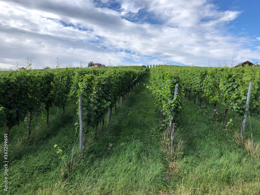Vineyards in the Baden-Württemberg region, in southwestern Germany. Württemberg is known as Germany's premier red wine region