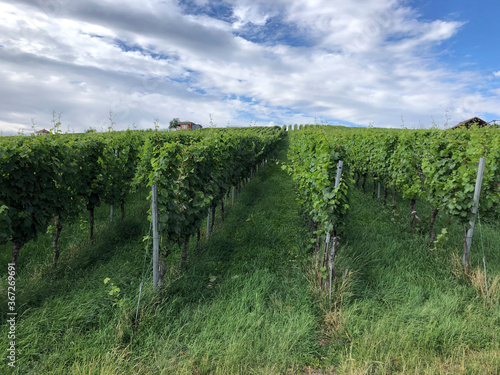 Vineyards in the Baden-Württemberg region, in southwestern Germany. Württemberg is known as Germany's premier red wine region