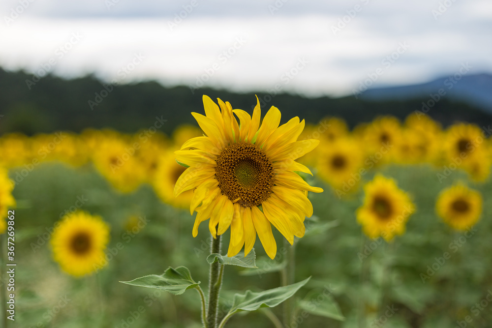 Fototapeta premium Sunflower field